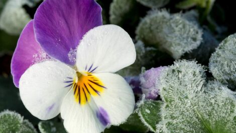 A white and purple pansy in a winter garden.