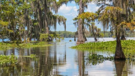 A swamp you can tour in Louisiana’s Cajun Country.
