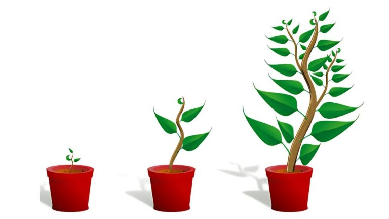 Career Growth at Absolute!